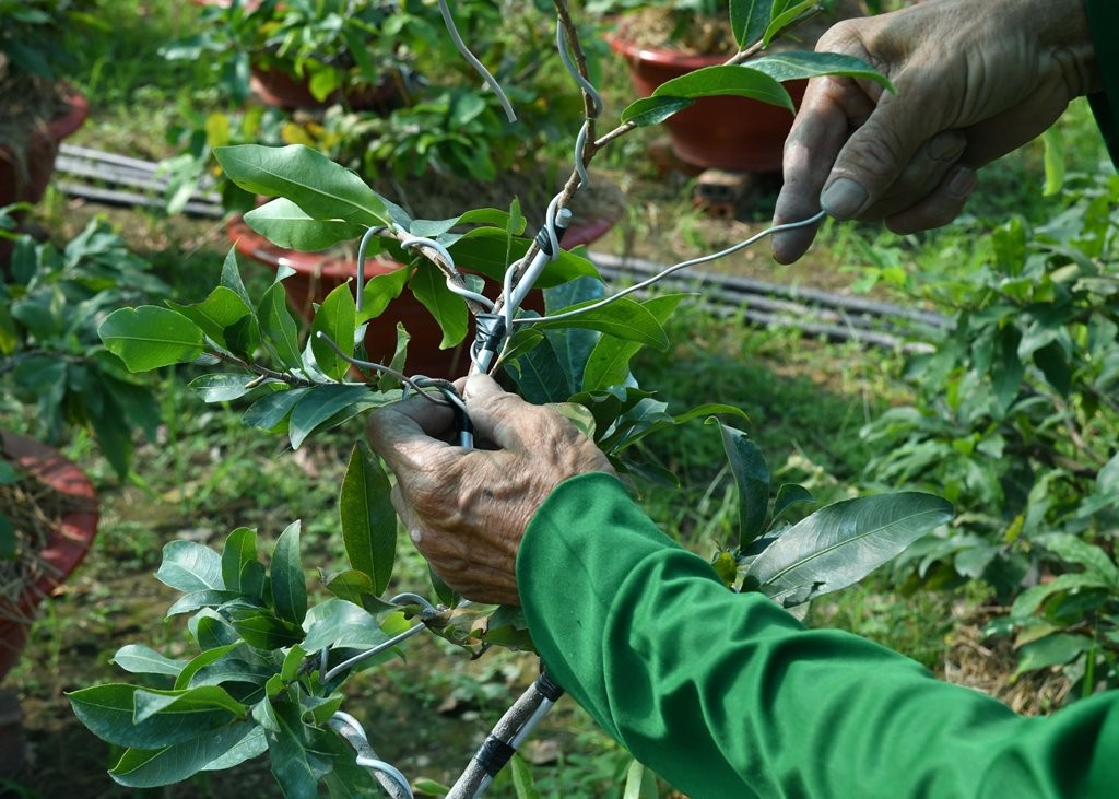 Mai giảo chưng tết là giống mai gì mà nơi này của An Giang, có hộ lên chậu 3.000 cây bán hết sạch?- Ảnh 10.