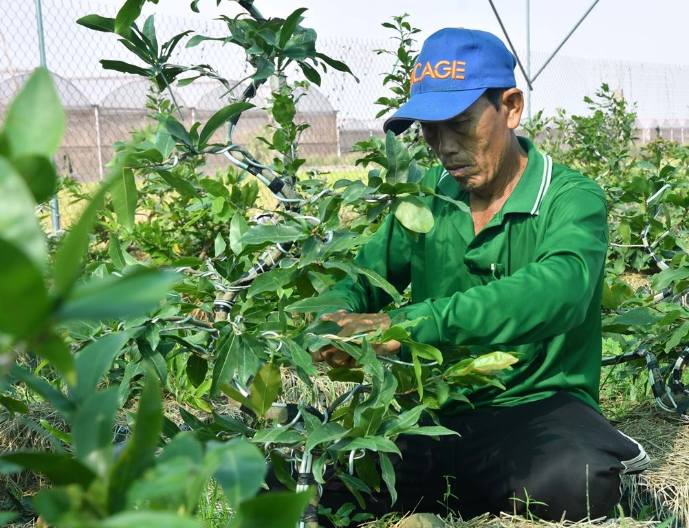 Mai giảo chưng tết là giống mai gì mà nơi này của An Giang, có hộ lên chậu 3.000 cây bán hết sạch?- Ảnh 9.
