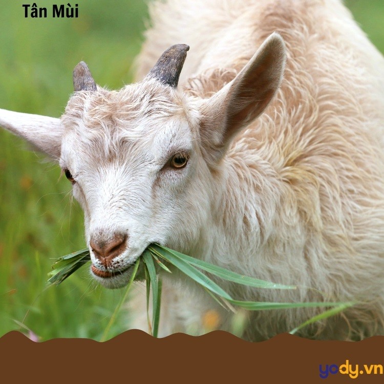 Mối quan hệ Tứ hành xung giữa tuổi Mùi và Sửu.